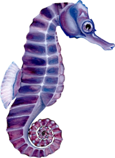 A purple sea horse with a shell in its mouth.