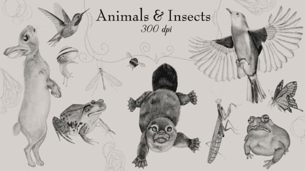 A bunch of animals and insects drawn in pencil