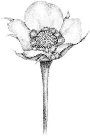 A black silhouette of a flower on a green background