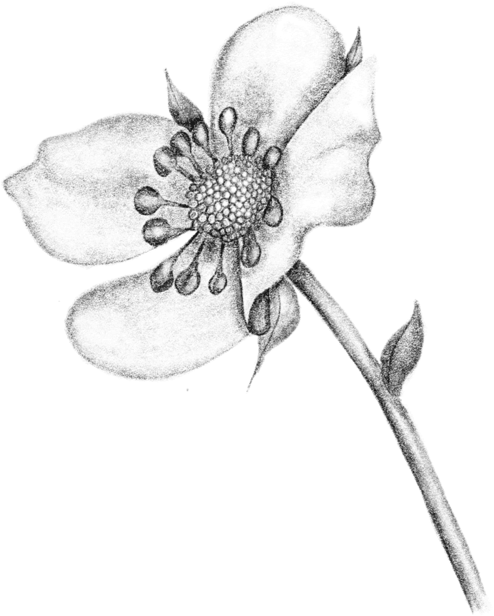 A black silhouette of a flower on a green background