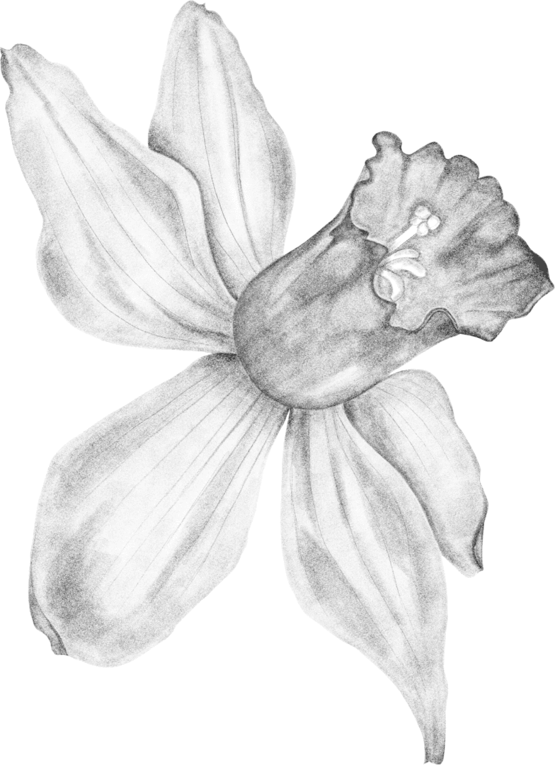 A black flower is shown on the green background.