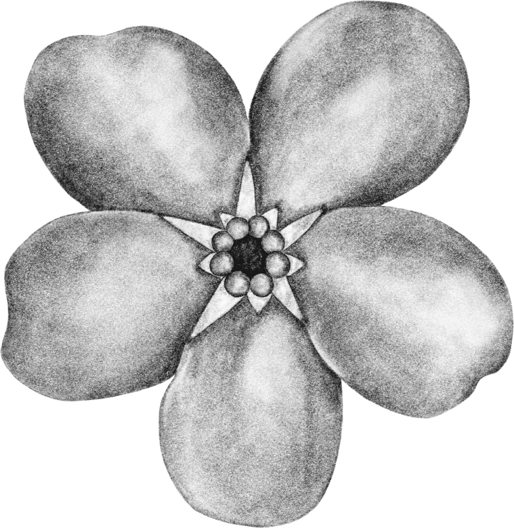 A black flower is shown on the green background.