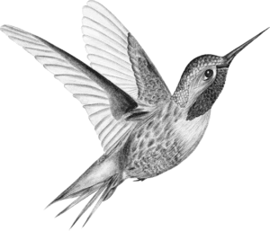 A black bird flying in the air with its beak open.