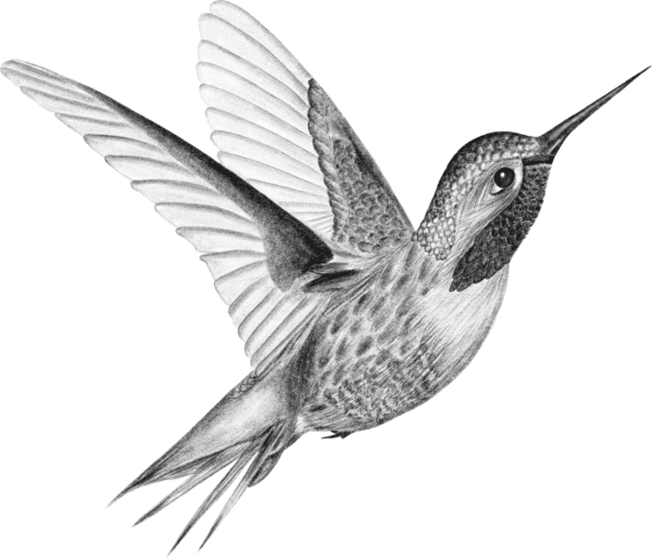 A black bird flying in the air with its beak open.