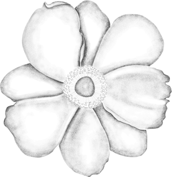 A black flower is drawn on green background