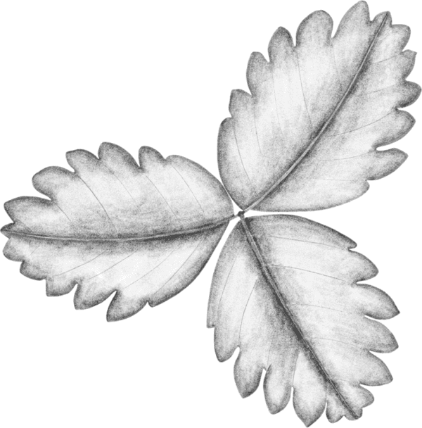 A black leaf is shown on the green background.