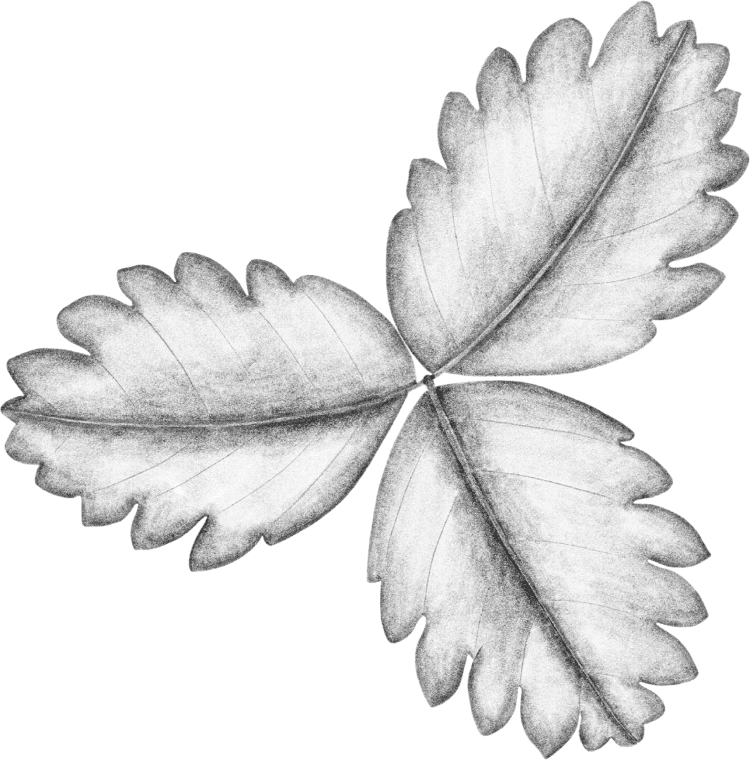 A black leaf is shown on the green background.