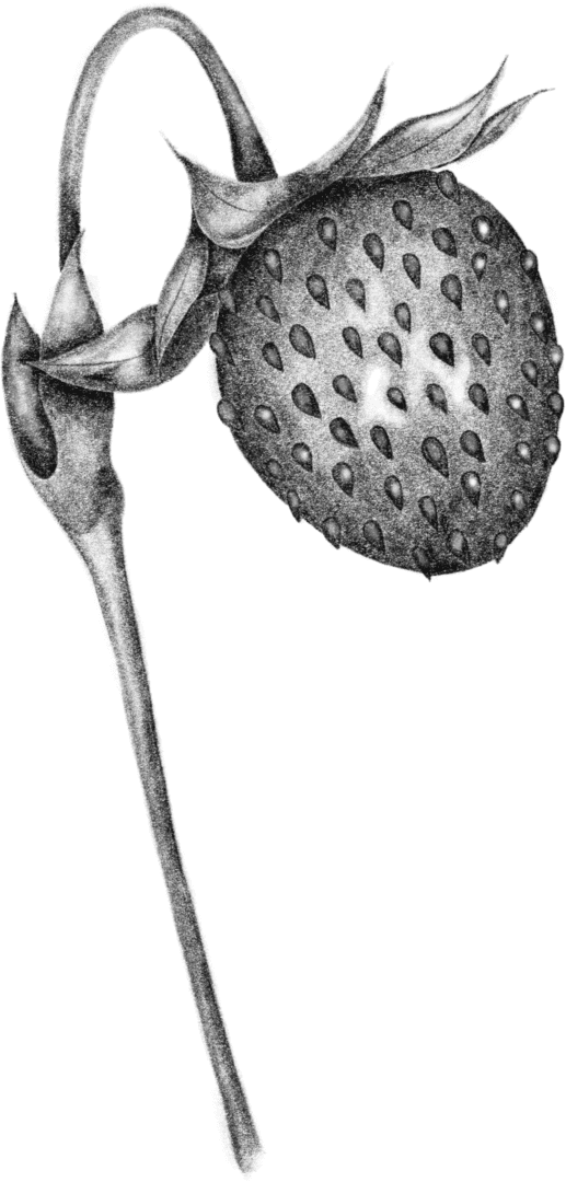 A green background with a black silhouette of a flower.