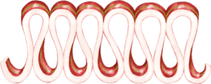 A red and white candy cane border on green background.