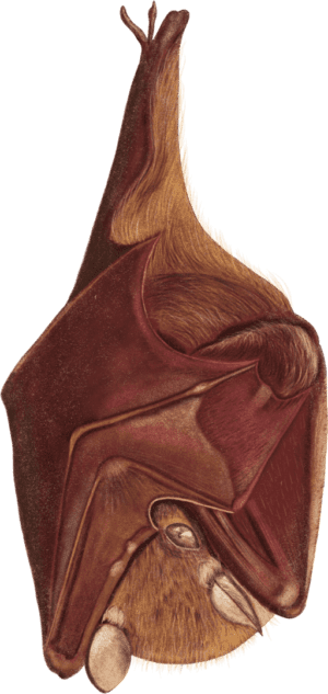 A drawing of the inside of an animal 's head.