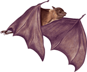 A bat with its head out of the back.