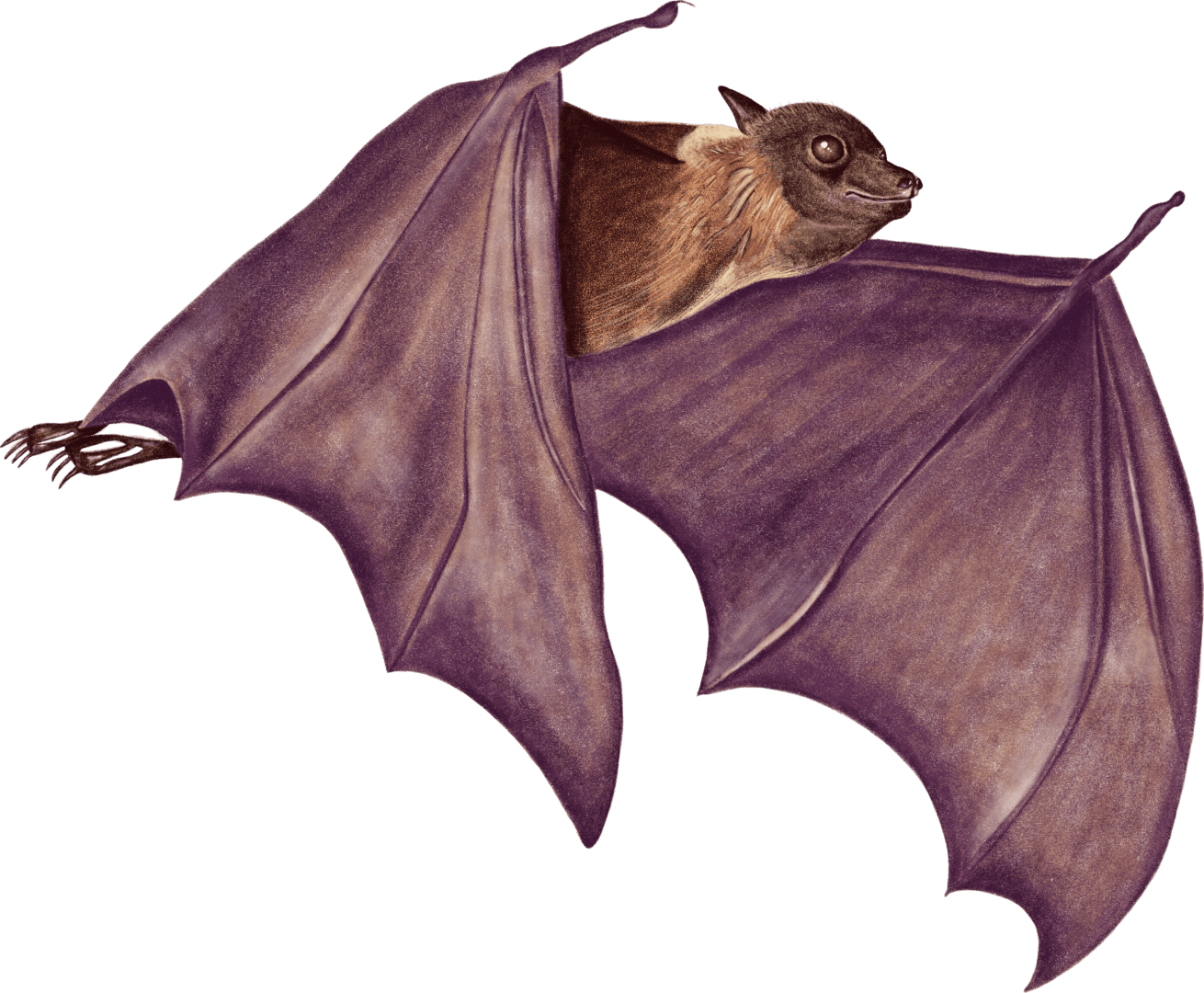 A bat with its head out of the back.