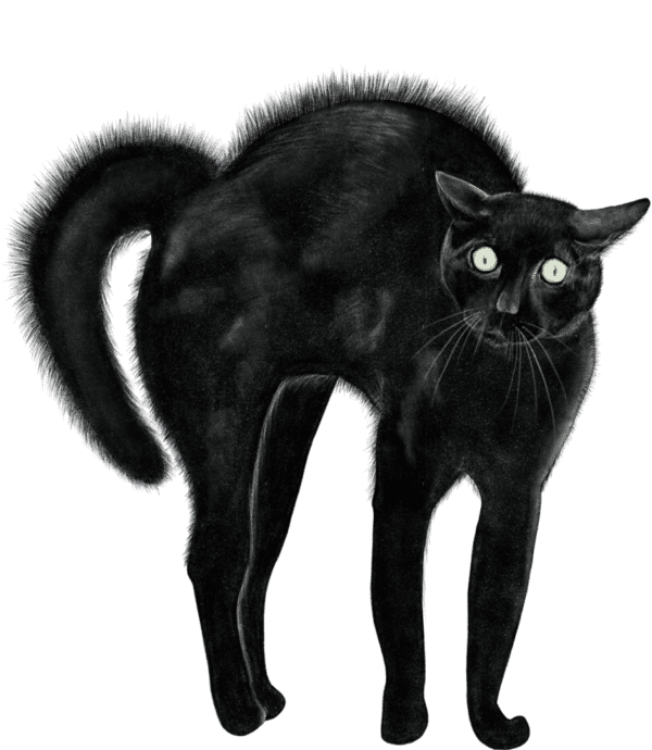 A black cat with green eyes standing on top of a floor.