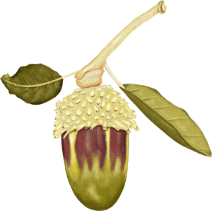 A drawing of an acorn with leaves on it.