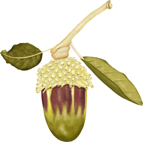 A drawing of an acorn with leaves on it.