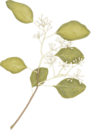 A drawing of a plant with white flowers.