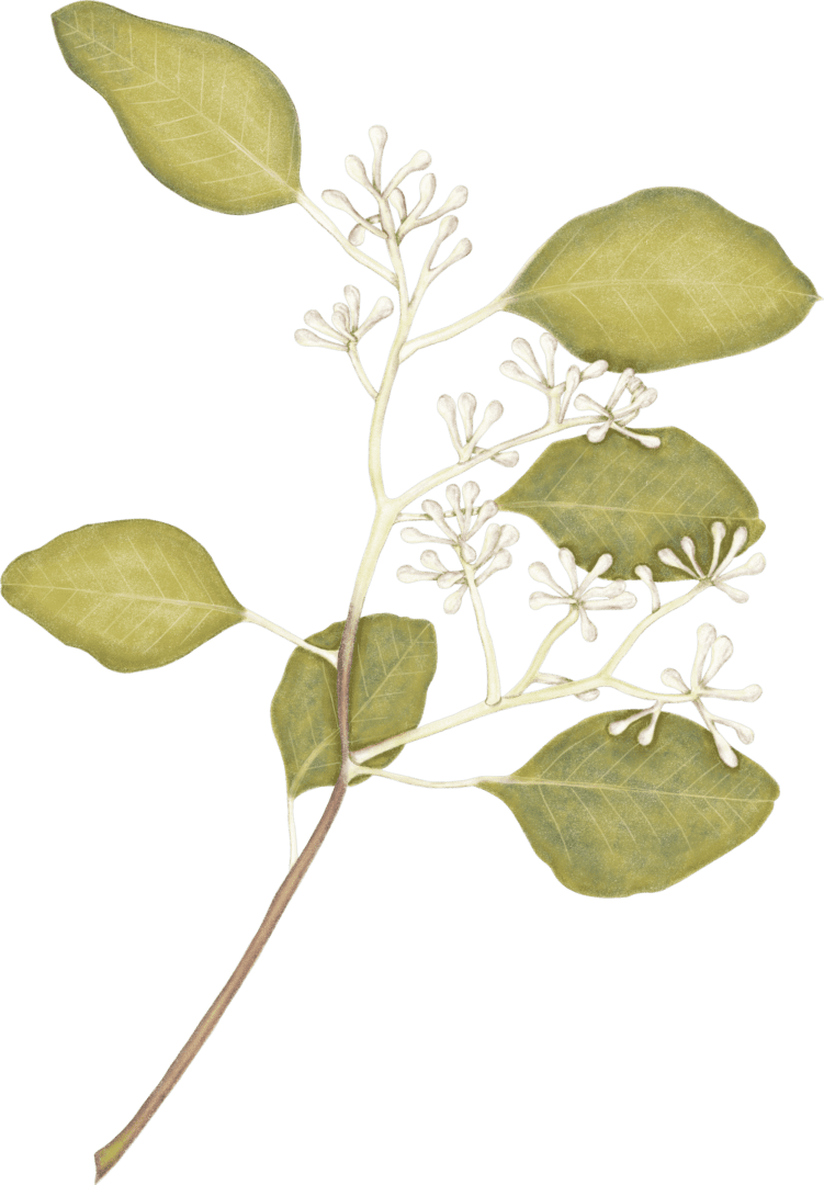 A drawing of a plant with white flowers.