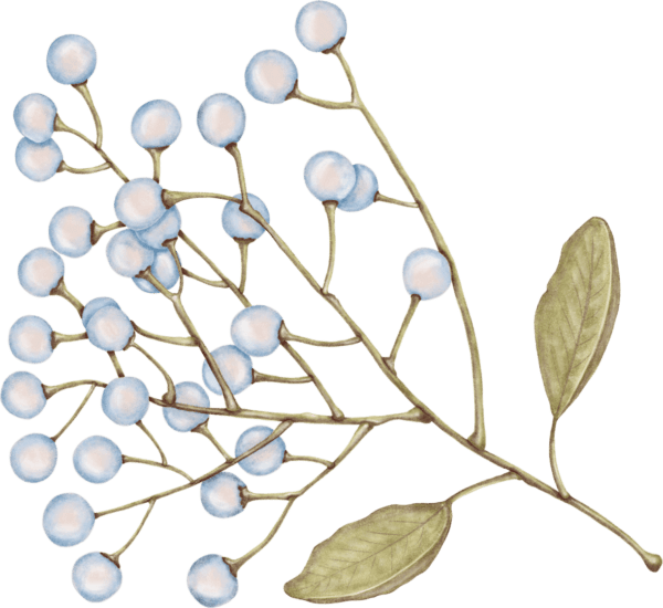 A branch with white berries on it.