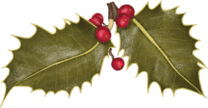 A drawing of holly leaves and berries on green background.