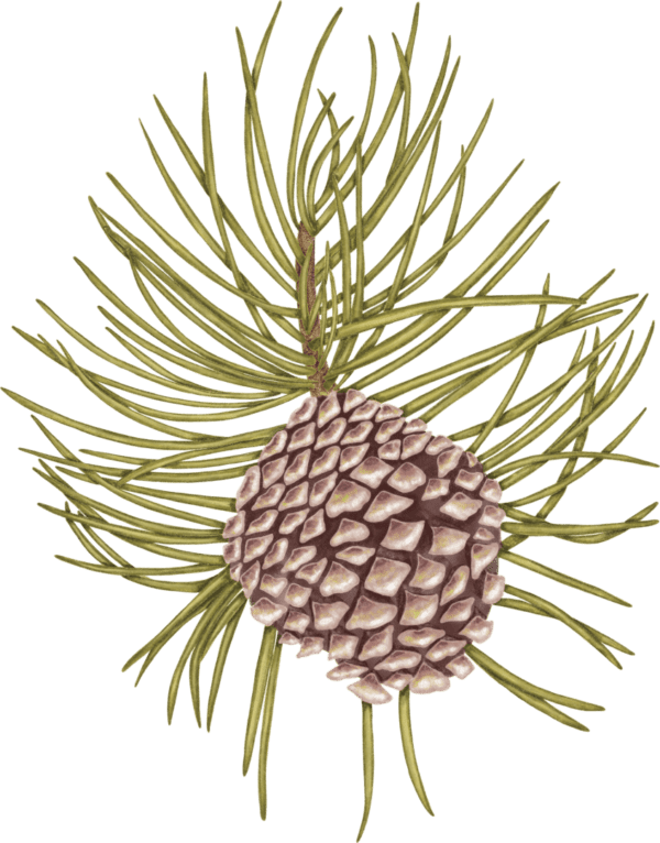 A pine cone is shown on top of the tree.