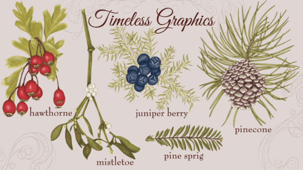 A series of illustrations depicting different types of berries.